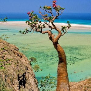 Socotra Beach 7