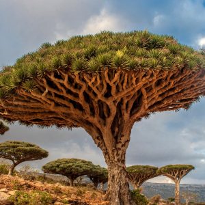 Socotra island